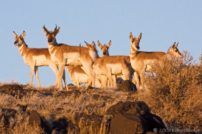 Pronghorn