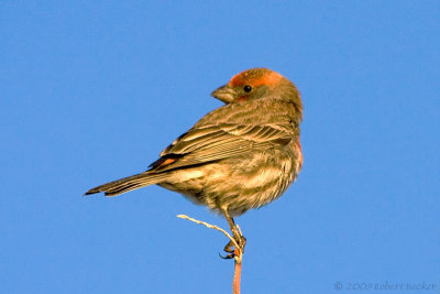 House Finch