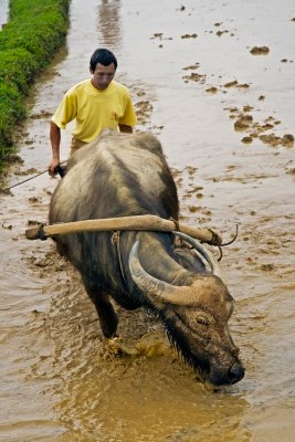 farmer and water buffalo
