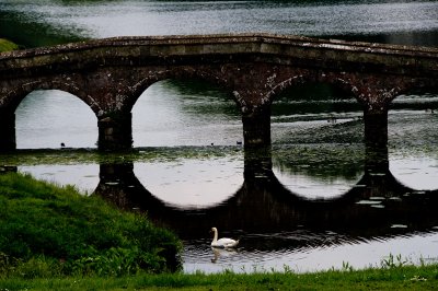 Bridge reflections & swan at Stourhead