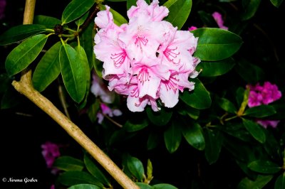Rhododendron at Goodnestone