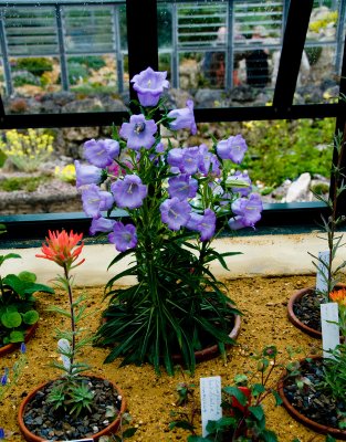 Wisley greenhouse