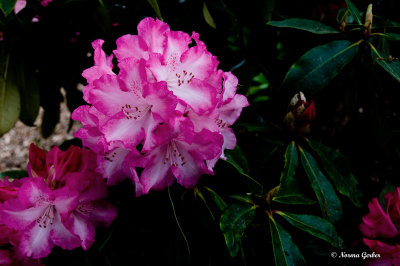 Rhododendron at Wisley