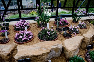 Wisley greenhouse