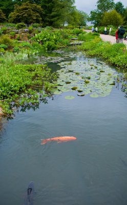 Koi