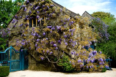 Wisteria