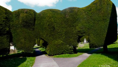 Painswick attached  yew trees