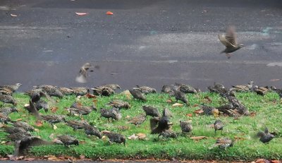 Starling Swarm.jpg