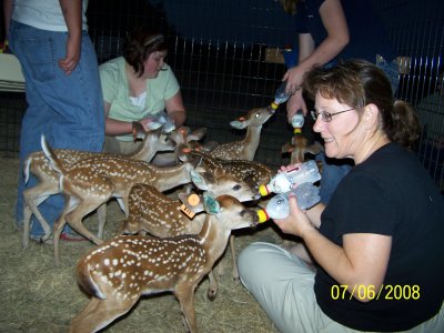 Feeding Deer at the Mills'