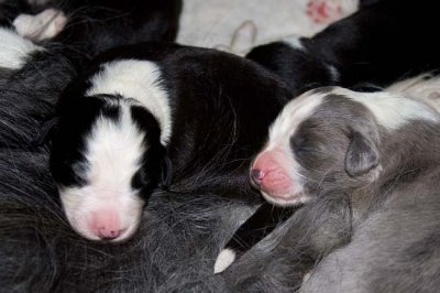 DMPups7128.jpg