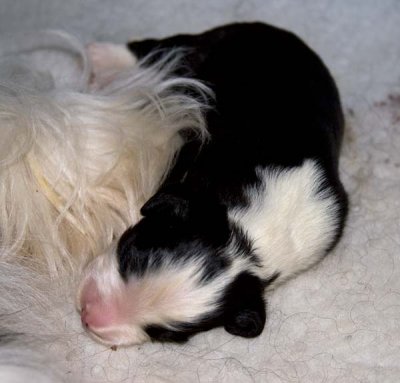DMPups7155.jpg