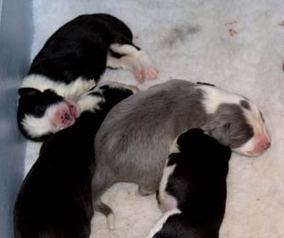 DMPups7167.jpg