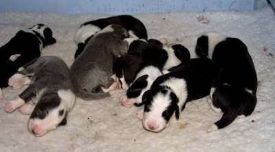 DMPups7253.jpg