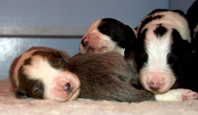 DMPups7260.jpg