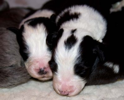 DMPups7262.jpg