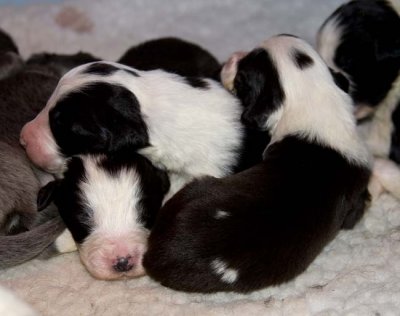 DMPups7267.jpg
