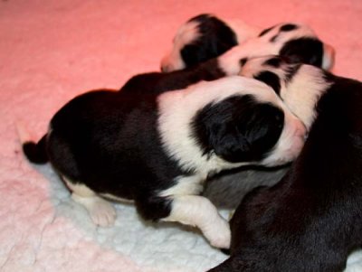 DMPups7312.jpg
