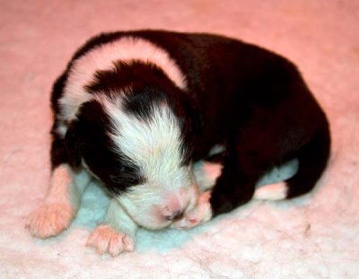 DMPups7319.jpg