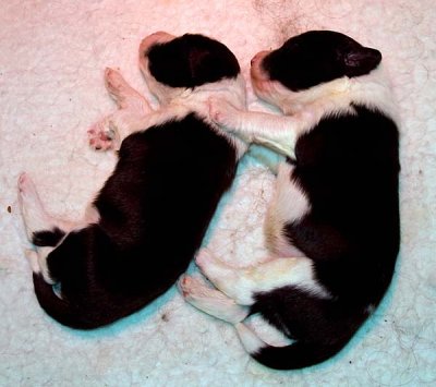 DMPups7320.jpg