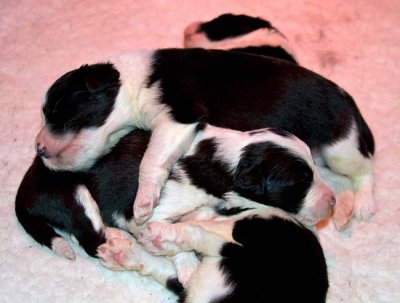 DMPups7327.jpg