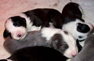 DMPups7340.jpg
