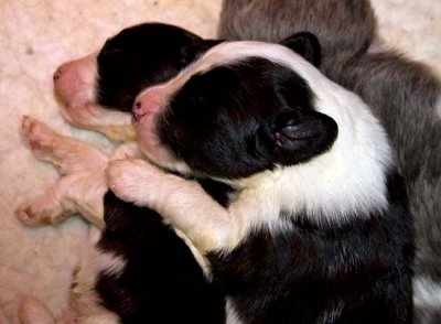 DMPups7346.jpg
