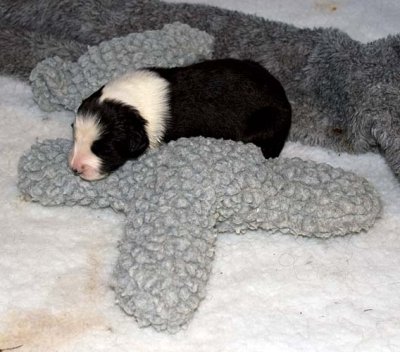 DMPups7369.jpg