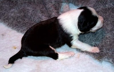 DMPups7370.jpg