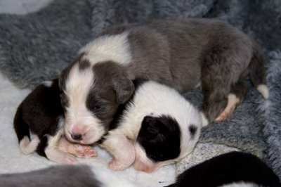 DMPups7407.jpg