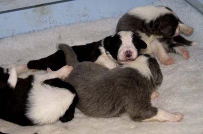 DMPups7423.jpg
