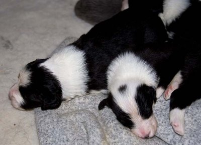 DMPups7431.jpg