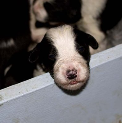 DMPups7439.jpg