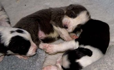 DMPups7451.jpg