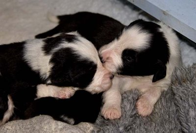 DMPups7461.jpg