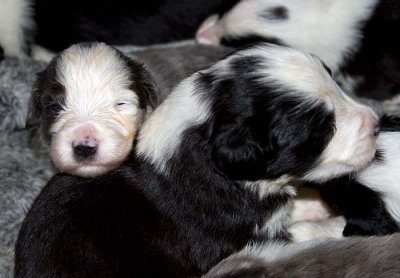 DMPups7484.jpg