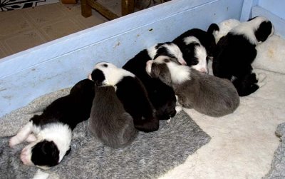 DMPups7488.jpg
