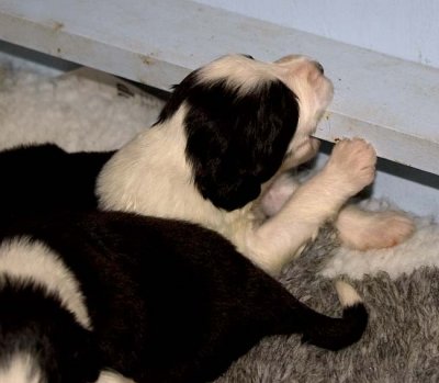 DMPups7493.jpg