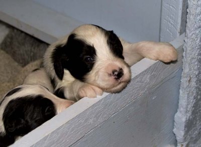 DMPups7495.jpg