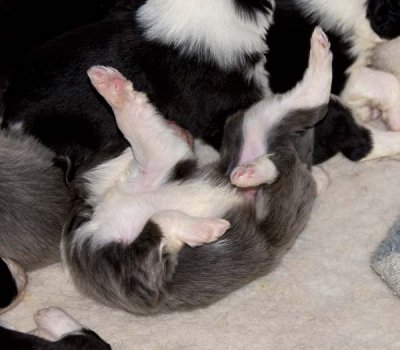 DMPups7500.jpg