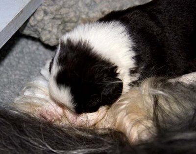 DMPups7510.jpg