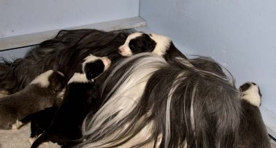 DMPups7530.jpg