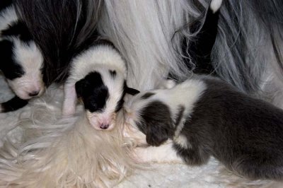 DMPups7536.jpg