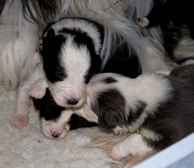 DMPups7538.jpg