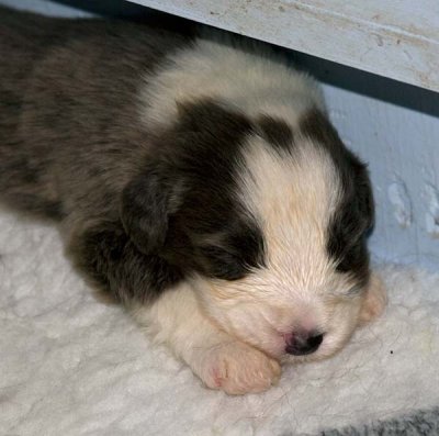 DMPups7540.jpg