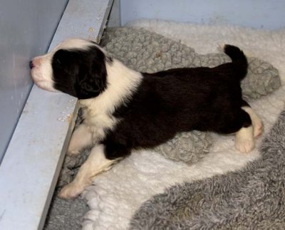 DMPups7546.jpg