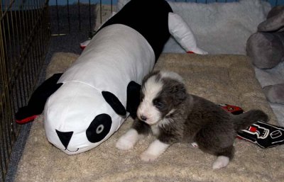 DMPups7684.jpg