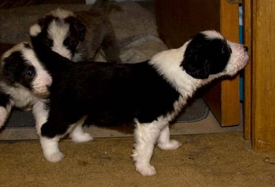 DMPups7697.jpg