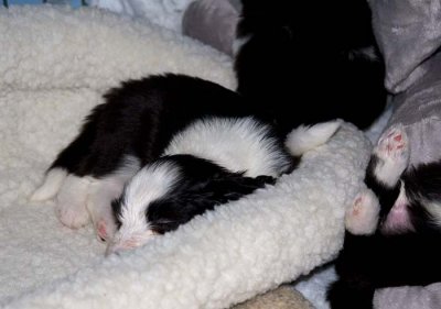 DMPups7721.jpg
