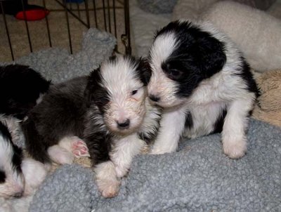DMPups7801.jpg