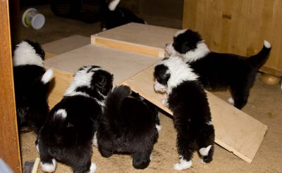 DMPups7805.jpg